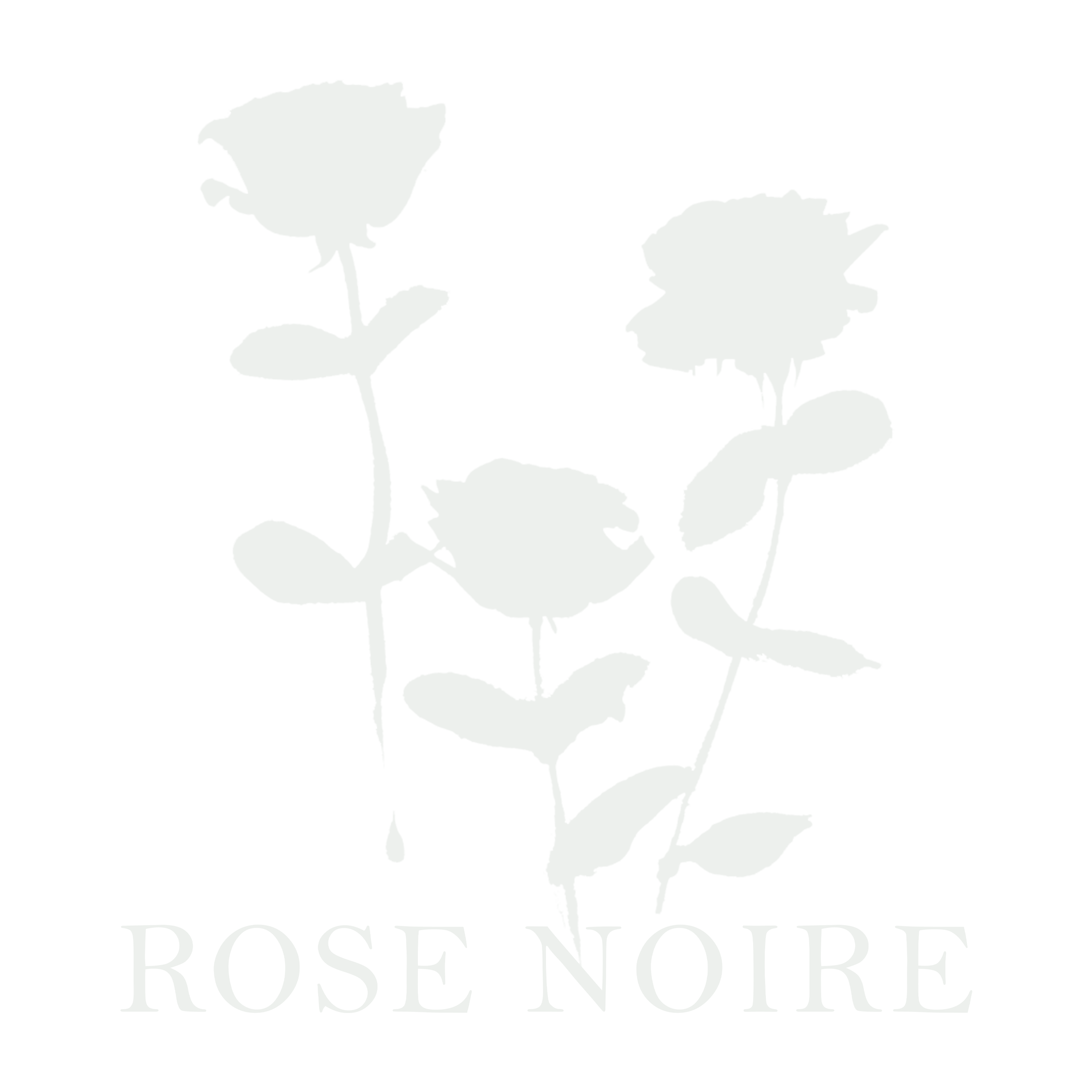 Roses Field2